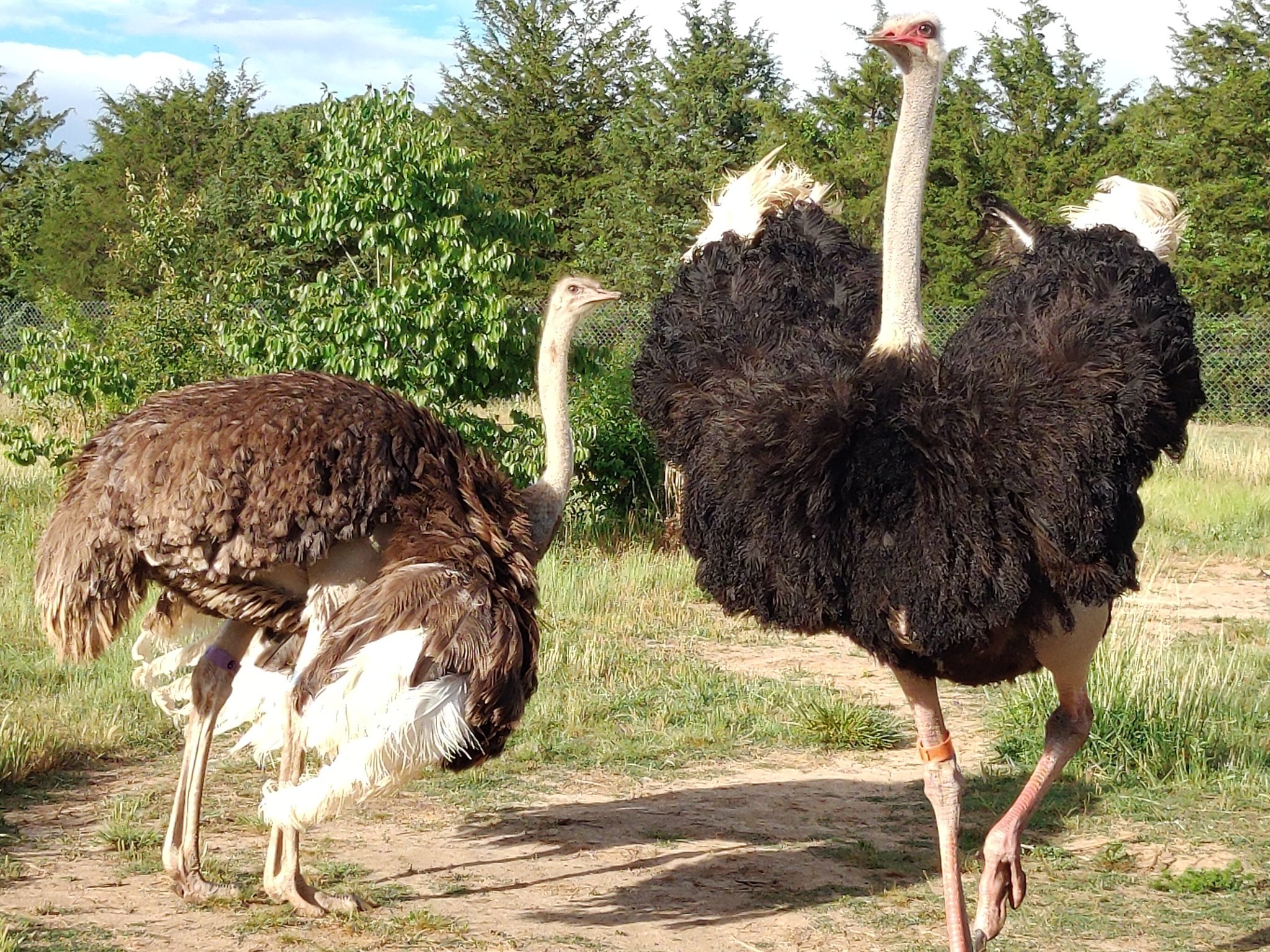 405894613_861847008814282_6666260836046340470_n (1) Two ostriches in a natural setting, one displaying its feathers prominently while the other is in a feeding position, surrounded by green foliage and grass.