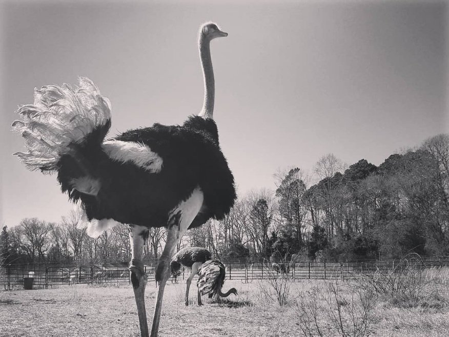 SouthCarolinaOstrich.7+-+Screenshot_20211127-183719_2 A pair of ostriches in a field, one prominently standing tall with its long neck and distinctive black and white feathers, while the other is foraging in the background. The image is in black and white, showcasing the natural habitat of these large, flightless birds.